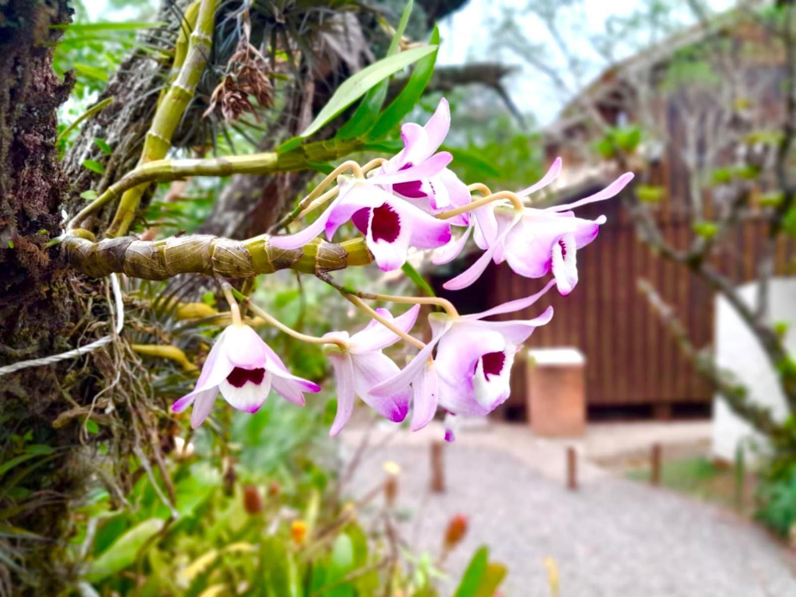 Recanto Das Bromelias Chales Guarda do Embaú Екстериор снимка
