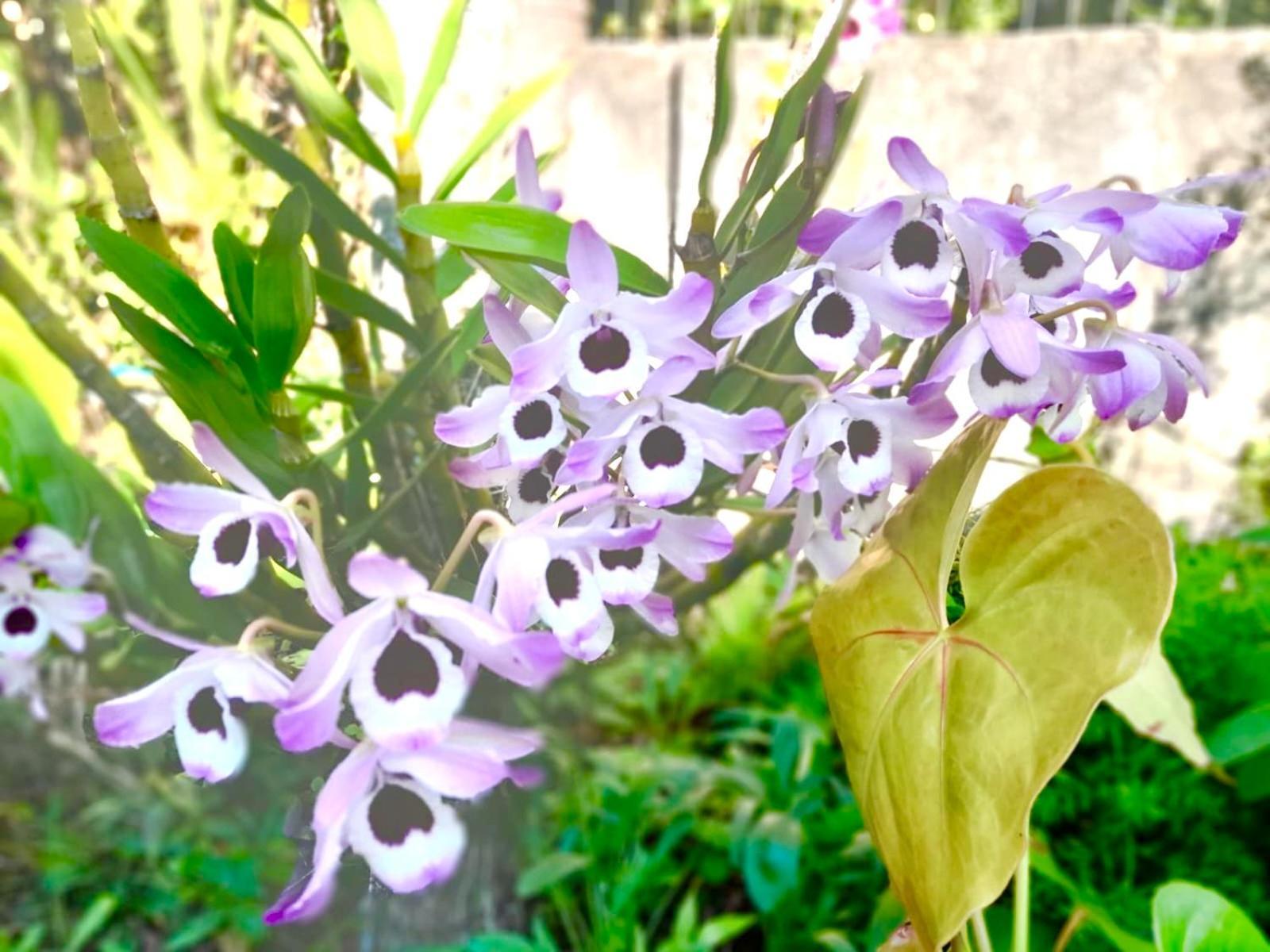 Recanto Das Bromelias Chales Guarda do Embaú Екстериор снимка